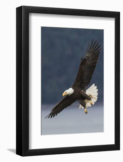 Bald Eagle-Ken Archer-Framed Photographic Print