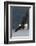 Bald Eagle-Ken Archer-Framed Photographic Print