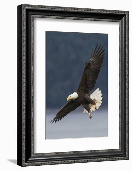 Bald Eagle-Ken Archer-Framed Photographic Print