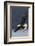 Bald Eagle-Ken Archer-Framed Photographic Print