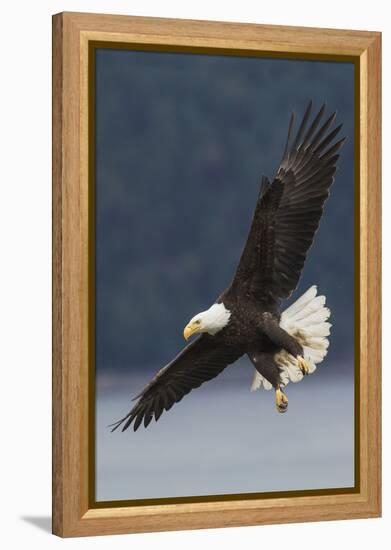 Bald Eagle-Ken Archer-Framed Premier Image Canvas