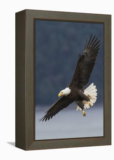 Bald Eagle-Ken Archer-Framed Premier Image Canvas