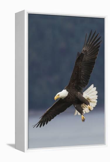 Bald Eagle-Ken Archer-Framed Premier Image Canvas