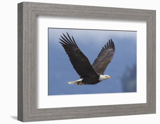 Bald Eagle-Ken Archer-Framed Photographic Print