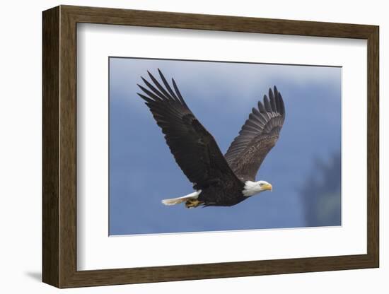 Bald Eagle-Ken Archer-Framed Photographic Print