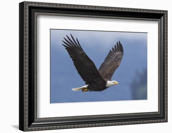 Bald Eagle-Ken Archer-Framed Photographic Print