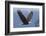 Bald Eagle-Ken Archer-Framed Photographic Print