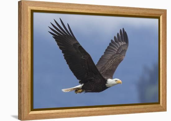 Bald Eagle-Ken Archer-Framed Premier Image Canvas