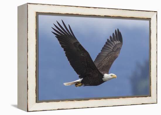 Bald Eagle-Ken Archer-Framed Premier Image Canvas