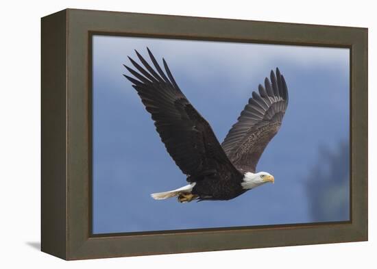 Bald Eagle-Ken Archer-Framed Premier Image Canvas