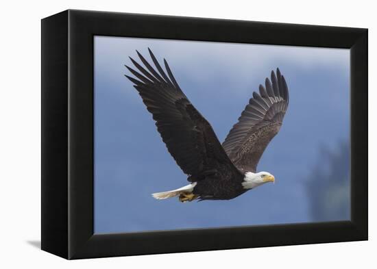 Bald Eagle-Ken Archer-Framed Premier Image Canvas