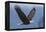 Bald Eagle-Ken Archer-Framed Premier Image Canvas