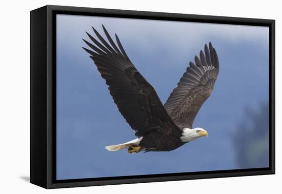 Bald Eagle-Ken Archer-Framed Premier Image Canvas