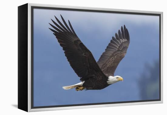 Bald Eagle-Ken Archer-Framed Premier Image Canvas