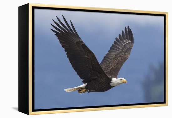 Bald Eagle-Ken Archer-Framed Premier Image Canvas