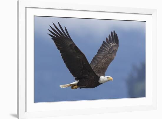 Bald Eagle-Ken Archer-Framed Premium Photographic Print