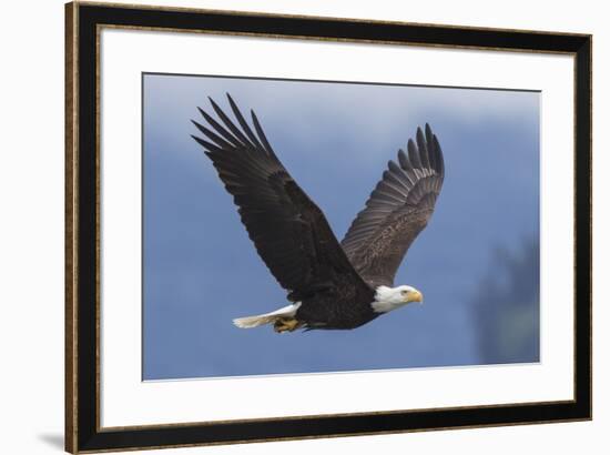 Bald Eagle-Ken Archer-Framed Premium Photographic Print