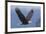 Bald Eagle-Ken Archer-Framed Premium Photographic Print