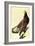 Bald Eagle-John James Audubon-Framed Art Print