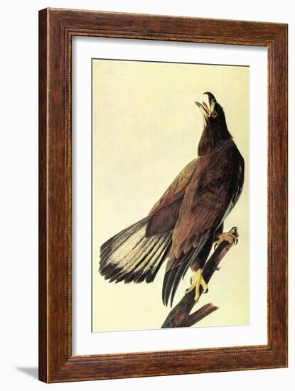 Bald Eagle-John James Audubon-Framed Art Print