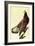 Bald Eagle-John James Audubon-Framed Art Print