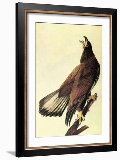 Bald Eagle-John James Audubon-Framed Art Print