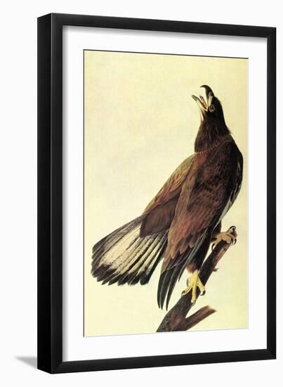 Bald Eagle-John James Audubon-Framed Art Print