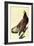 Bald Eagle-John James Audubon-Framed Art Print