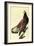 Bald Eagle-John James Audubon-Framed Art Print