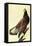 Bald Eagle-John James Audubon-Framed Stretched Canvas