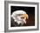 Bald Eagle-Sarah Stribbling-Framed Art Print