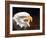 Bald Eagle-Sarah Stribbling-Framed Art Print