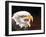 Bald Eagle-Sarah Stribbling-Framed Art Print