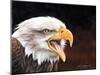 Bald Eagle-Sarah Stribbling-Mounted Art Print