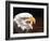 Bald Eagle-Sarah Stribbling-Framed Art Print