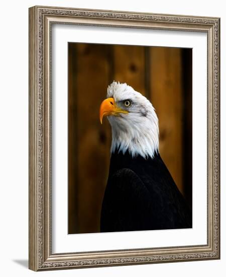 Bald Eagle-Clive Branson-Framed Photo