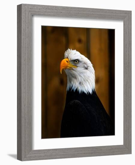 Bald Eagle-Clive Branson-Framed Photo