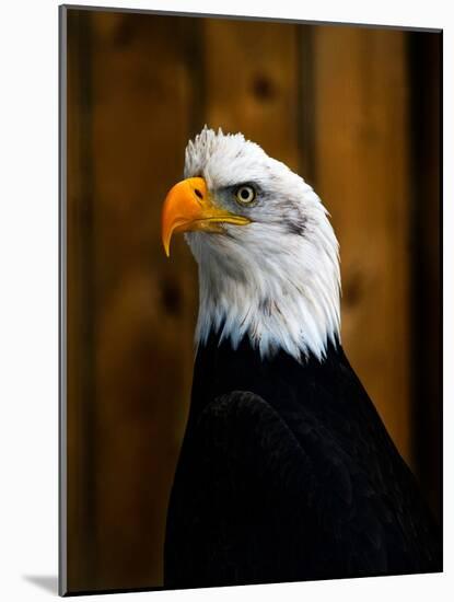 Bald Eagle-Clive Branson-Mounted Photo