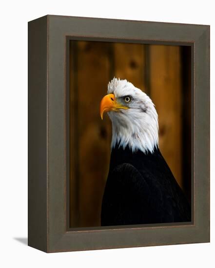 Bald Eagle-Clive Branson-Framed Stretched Canvas