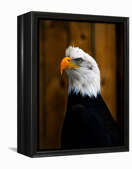 Bald Eagle-Clive Branson-Framed Stretched Canvas