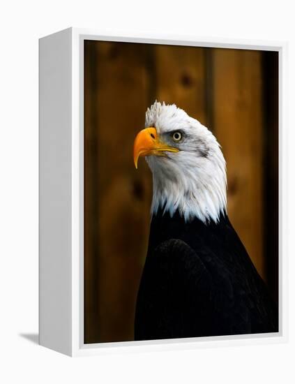 Bald Eagle-Clive Branson-Framed Stretched Canvas