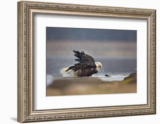 Bald Eagle-Milan Zygmunt-Framed Photographic Print