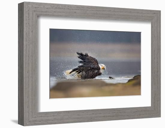 Bald Eagle-Milan Zygmunt-Framed Photographic Print