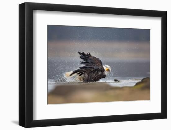 Bald Eagle-Milan Zygmunt-Framed Photographic Print