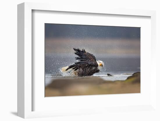 Bald Eagle-Milan Zygmunt-Framed Photographic Print