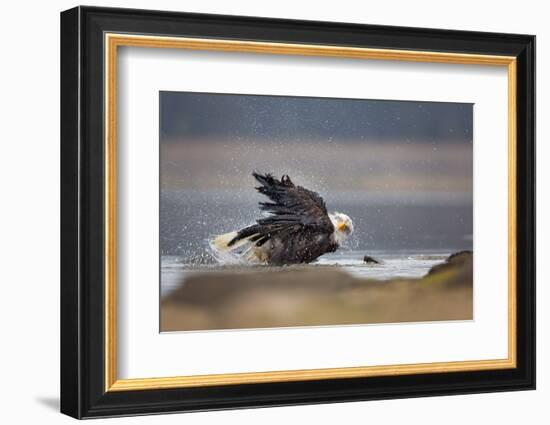 Bald Eagle-Milan Zygmunt-Framed Photographic Print