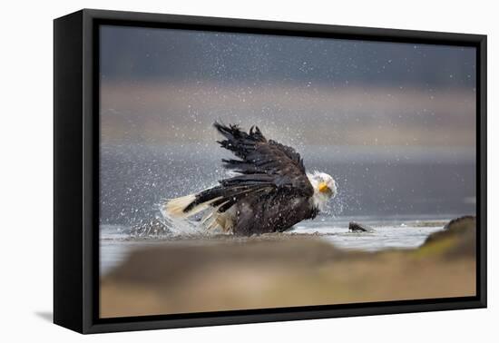 Bald Eagle-Milan Zygmunt-Framed Premier Image Canvas