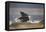 Bald Eagle-Milan Zygmunt-Framed Premier Image Canvas