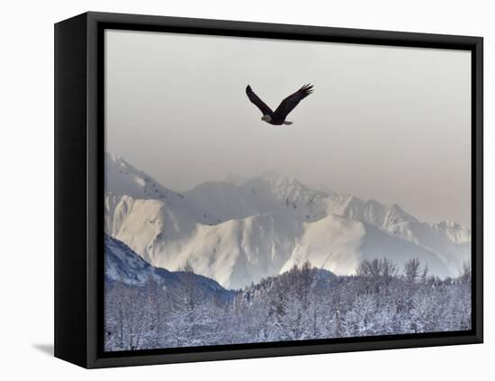 Bald Eagles, Chilkat Bald Eagle Preserve, Alaska, USA-Cathy & Gordon Illg-Framed Premier Image Canvas