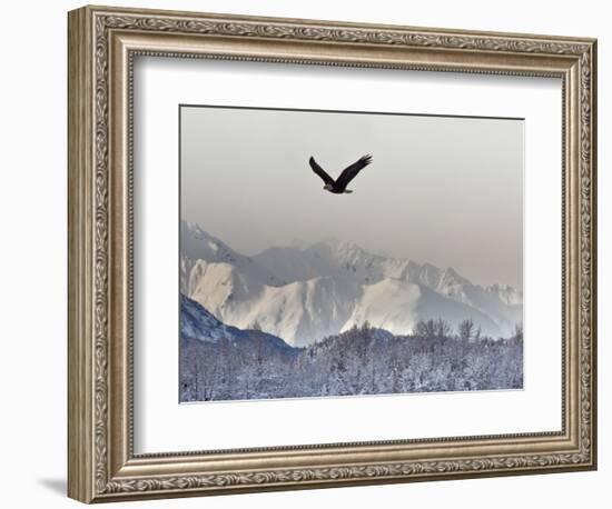 Bald Eagles, Chilkat Bald Eagle Preserve, Alaska, USA-Cathy & Gordon Illg-Framed Photographic Print